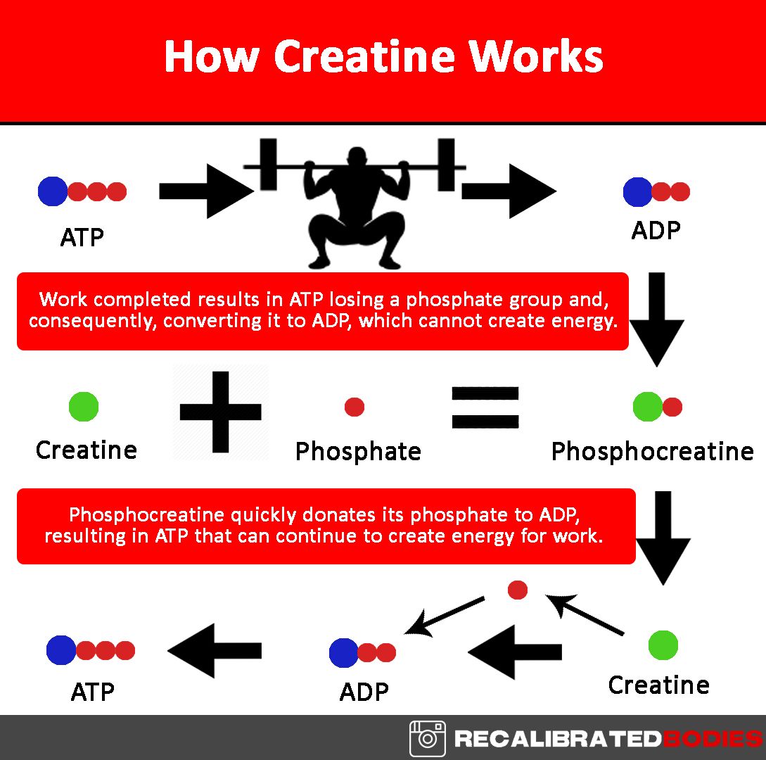 Creatine Process (2).jpg